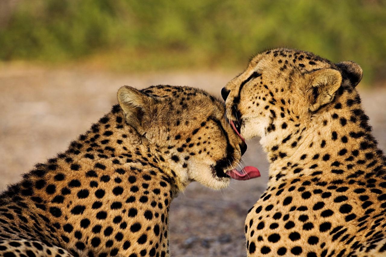 Anantara Sir Bani Yas Island Al Yamm Villa Resort Da'sah Dış mekan fotoğraf