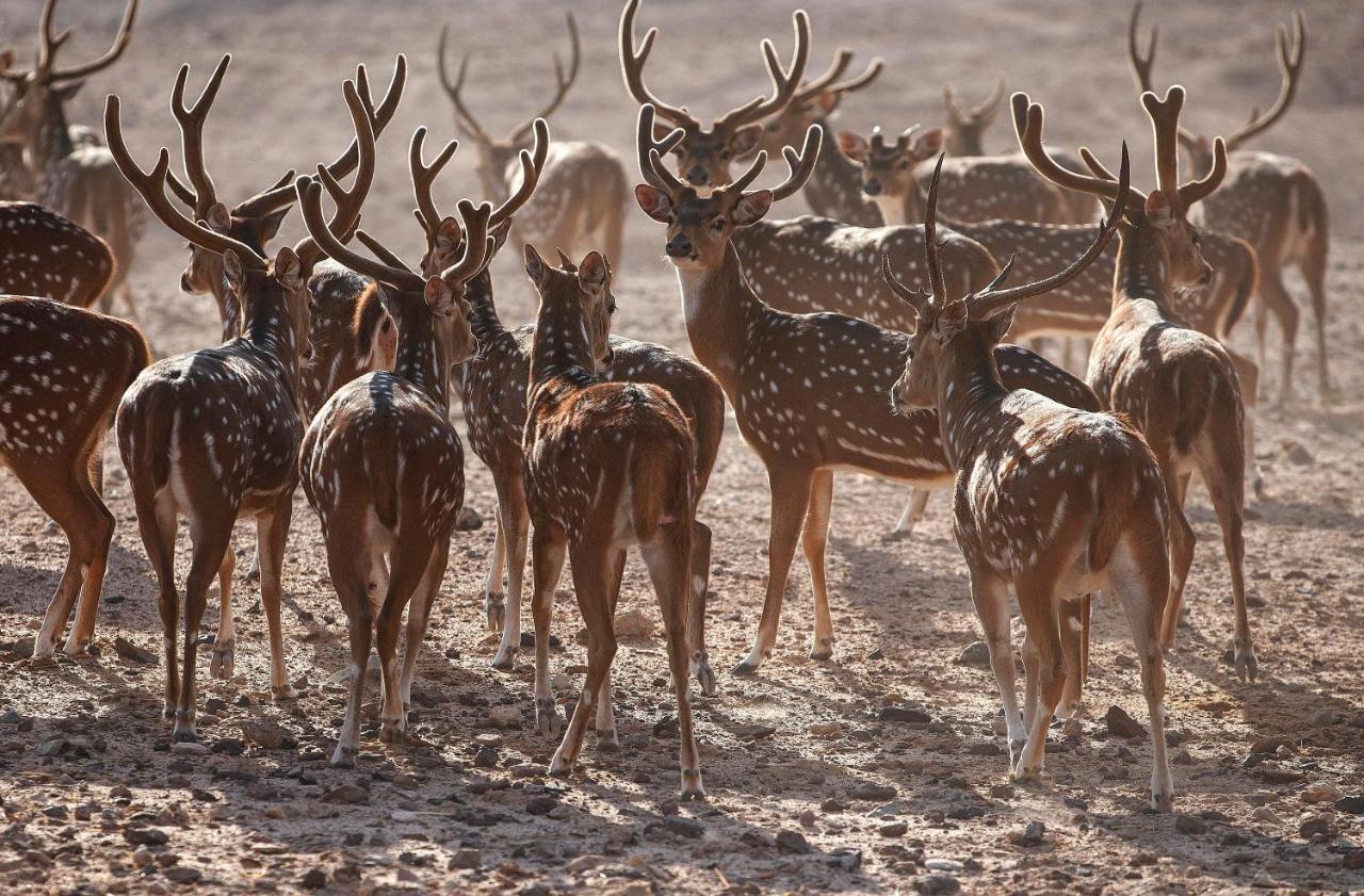 Anantara Sir Bani Yas Island Al Yamm Villa Resort Da'sah Dış mekan fotoğraf