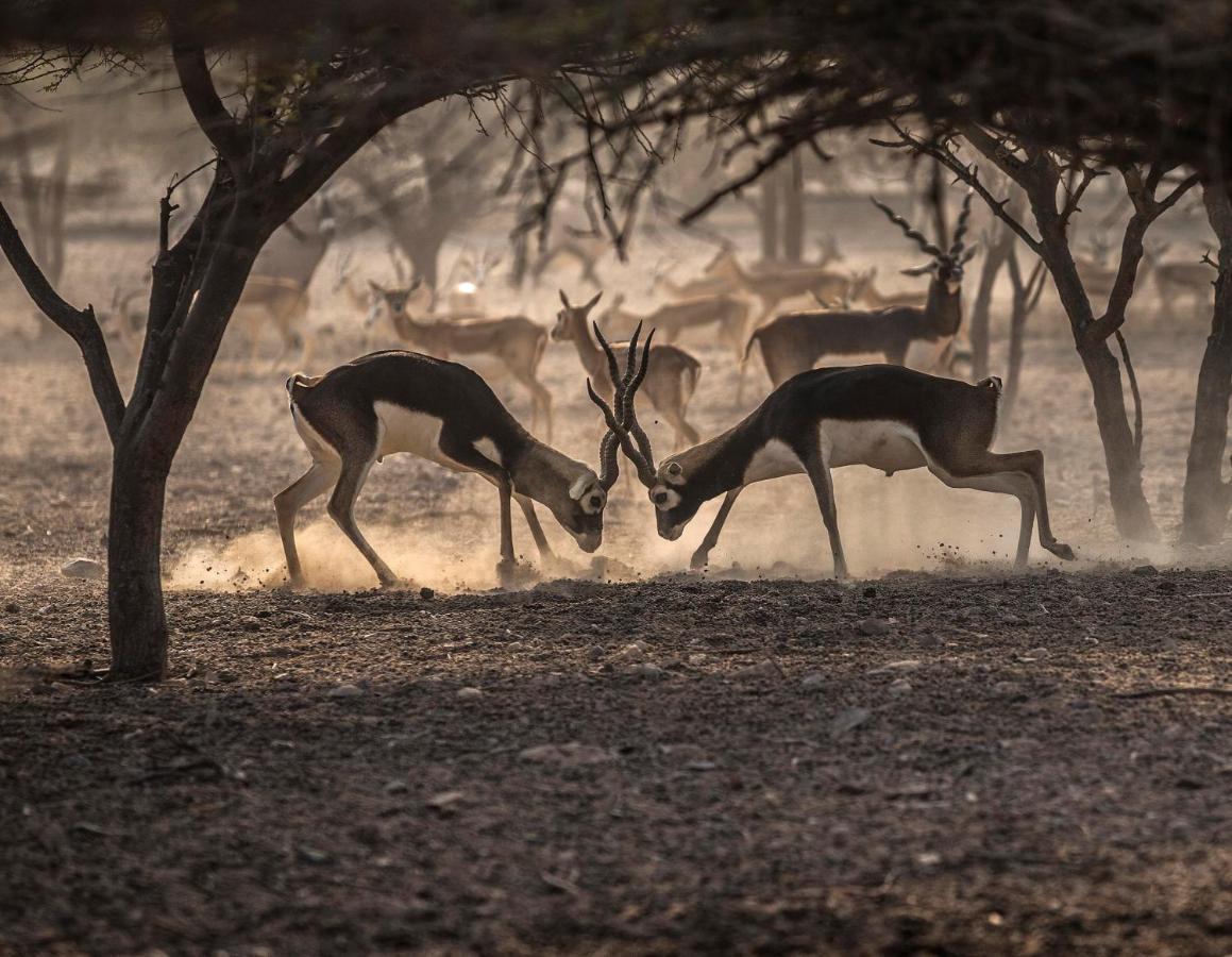 Anantara Sir Bani Yas Island Al Yamm Villa Resort Da'sah Dış mekan fotoğraf