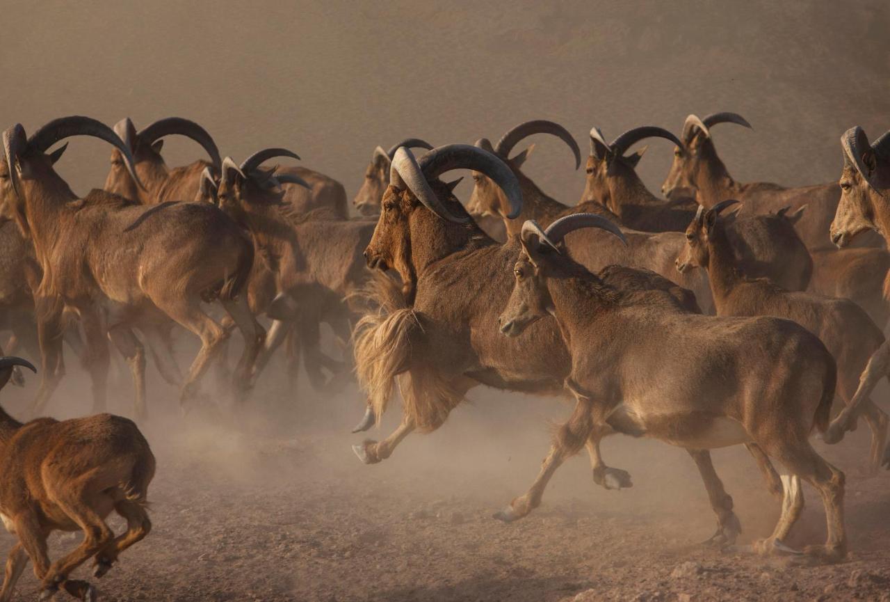 Anantara Sir Bani Yas Island Al Yamm Villa Resort Da'sah Dış mekan fotoğraf